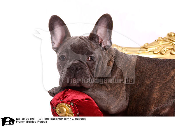 Franzsische Bulldogge Portrait / French Bulldog Portrait / JH-08406