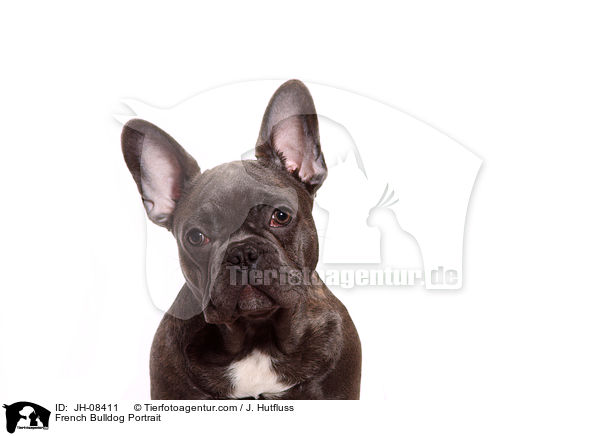 Franzsische Bulldogge Portrait / French Bulldog Portrait / JH-08411