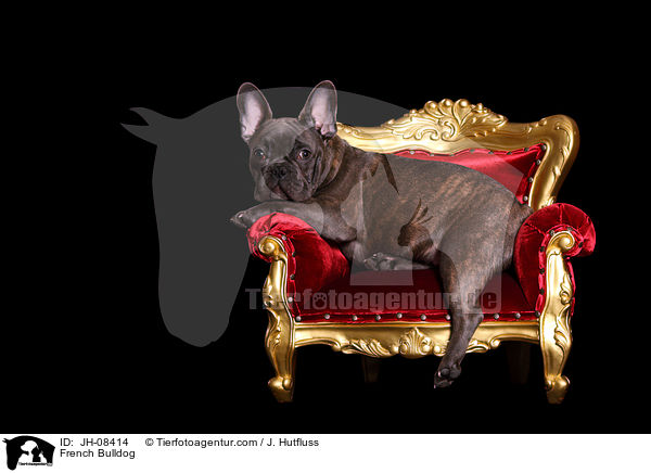 Franzsische Bulldogge / French Bulldog / JH-08414