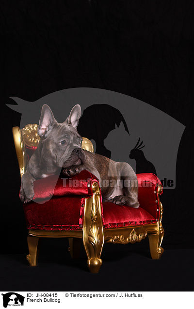 Franzsische Bulldogge / French Bulldog / JH-08415