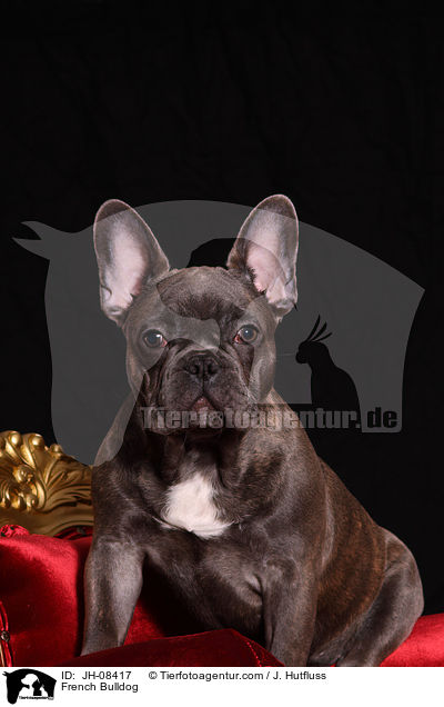 Franzsische Bulldogge / French Bulldog / JH-08417