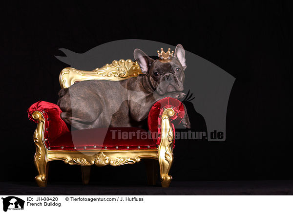 Franzsische Bulldogge / French Bulldog / JH-08420
