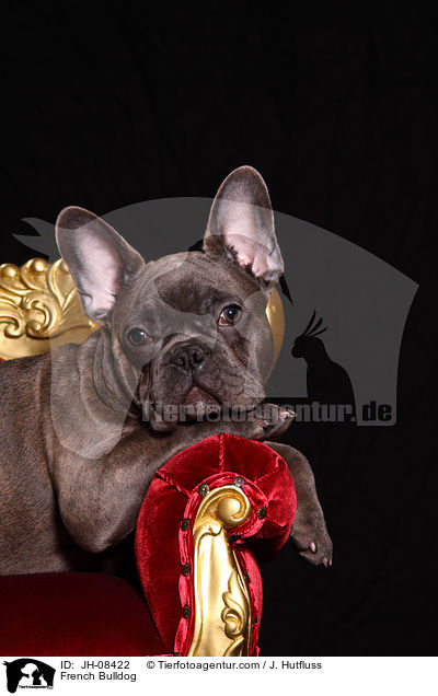 Franzsische Bulldogge / French Bulldog / JH-08422