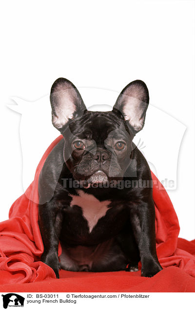 junge Franzsische Bulldogge / young French Bulldog / BS-03011