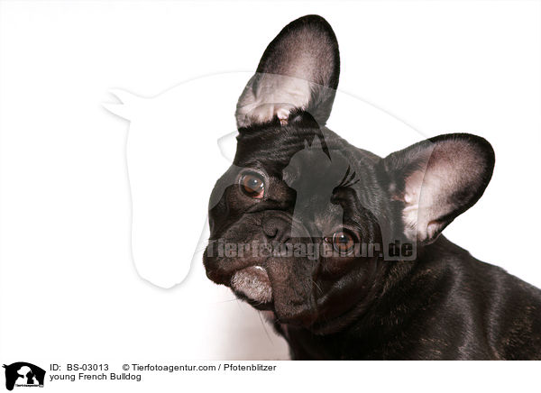 junge Franzsische Bulldogge / young French Bulldog / BS-03013