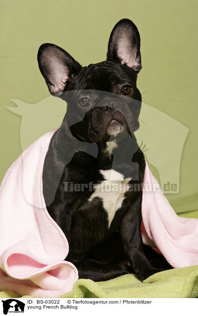 junge Franzsische Bulldogge / young French Bulldog / BS-03022