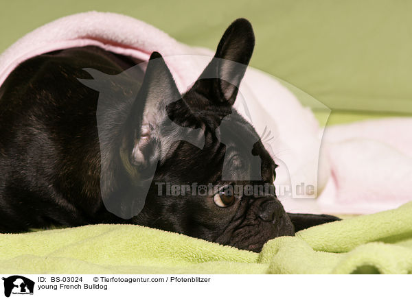 junge Franzsische Bulldogge / young French Bulldog / BS-03024