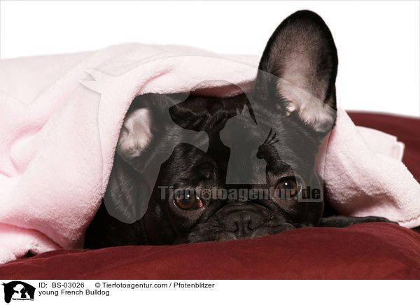 junge Franzsische Bulldogge / young French Bulldog / BS-03026