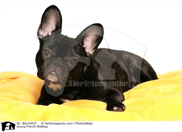 junge Franzsische Bulldogge / young French Bulldog / BS-03027