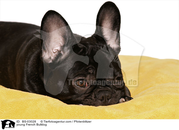 junge Franzsische Bulldogge / young French Bulldog / BS-03028