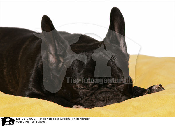 junge Franzsische Bulldogge / young French Bulldog / BS-03029