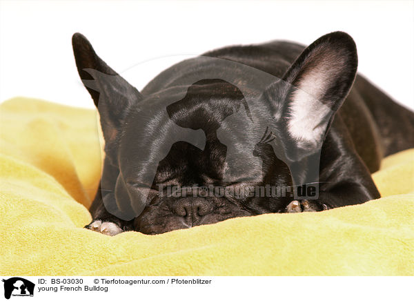 junge Franzsische Bulldogge / young French Bulldog / BS-03030