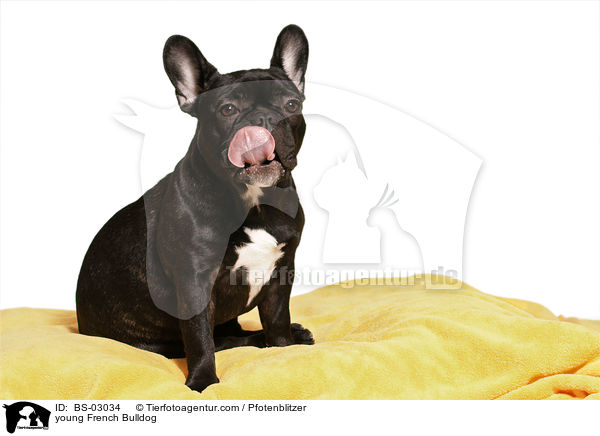 junge Franzsische Bulldogge / young French Bulldog / BS-03034
