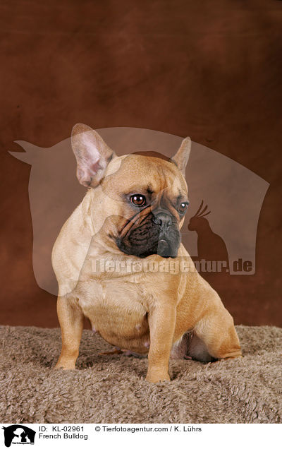 Franzsische Bulldogge / French Bulldog / KL-02961
