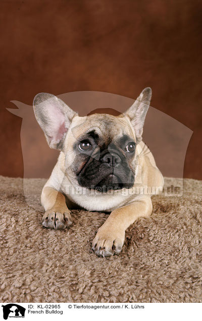 Franzsische Bulldogge / French Bulldog / KL-02965