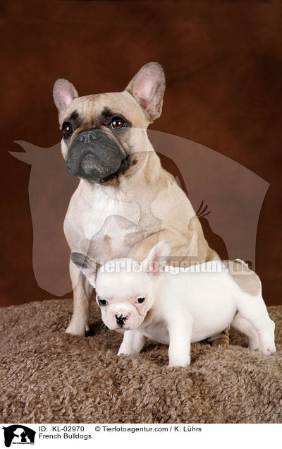 Franzsische Bulldoggen / French Bulldogs / KL-02970