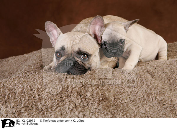 Franzsische Bulldoggen / French Bulldogs / KL-02972