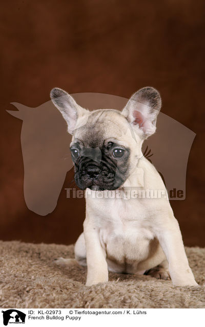 Franzsische Bulldogge Welpe / French Bulldog Puppy / KL-02973