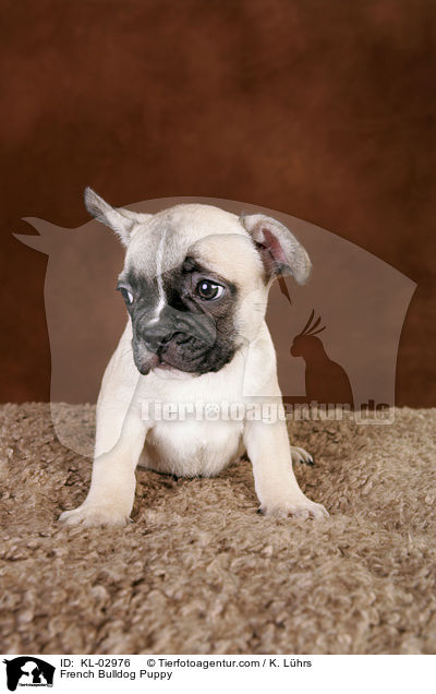 Franzsische Bulldogge Welpe / French Bulldog Puppy / KL-02976