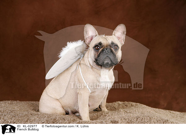 Franzsische Bulldogge / French Bulldog / KL-02977