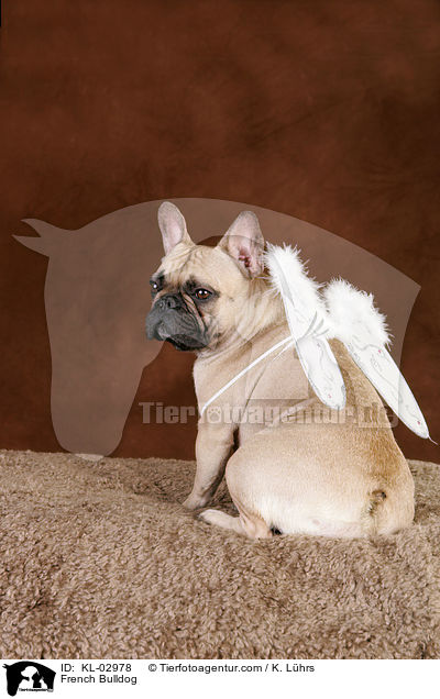 Franzsische Bulldogge / French Bulldog / KL-02978