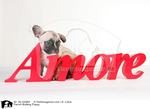 Franzsische Bulldogge Welpe / French Bulldog Puppy / KL-02984