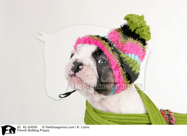 French Bulldog Puppy / KL-03000