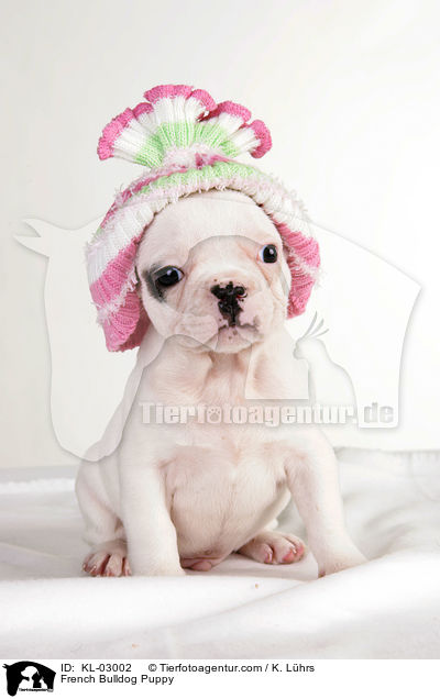 Franzsische Bulldogge Welpe / French Bulldog Puppy / KL-03002