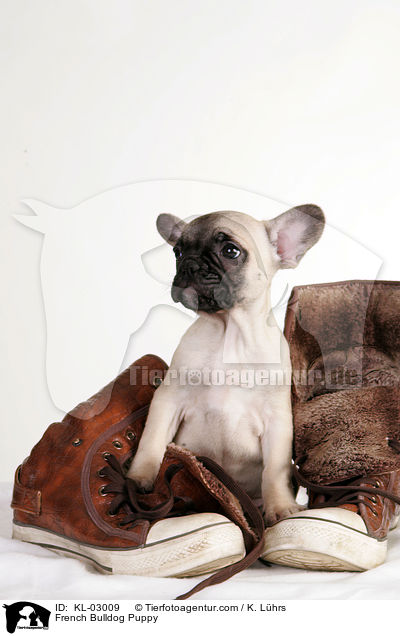 Franzsische Bulldogge Welpe / French Bulldog Puppy / KL-03009