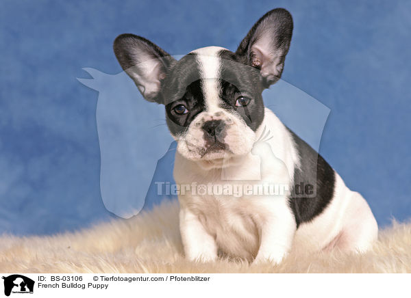 Franzsische Bulldogge Welpe / French Bulldog Puppy / BS-03106