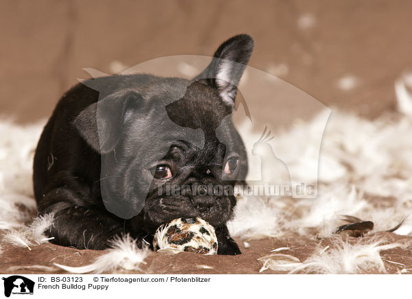 Franzsische Bulldogge Welpe / French Bulldog Puppy / BS-03123