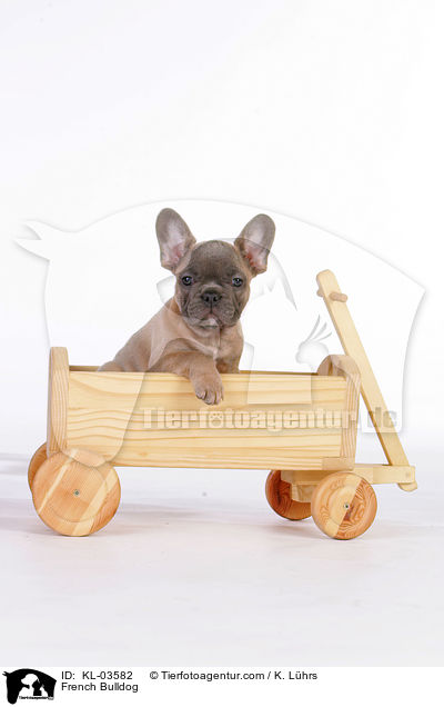 Franzsische Bulldogge / French Bulldog / KL-03582