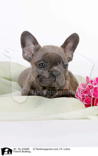 Franzsische Bulldogge / French Bulldog / KL-03586