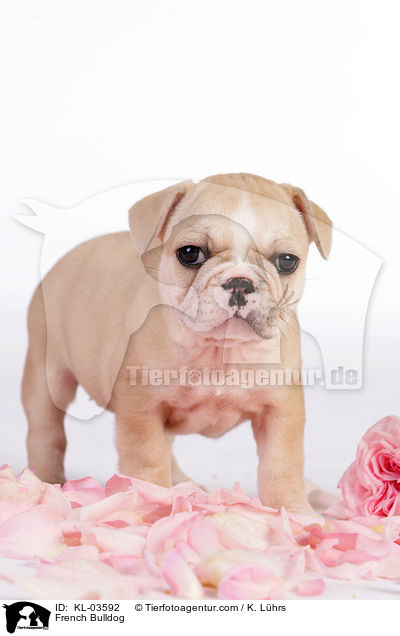 Franzsische Bulldogge / French Bulldog / KL-03592
