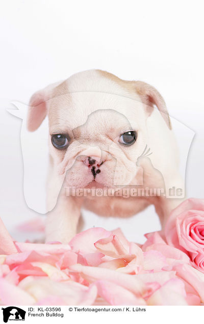 Franzsische Bulldogge / French Bulldog / KL-03596