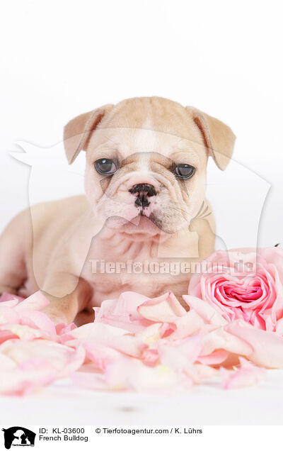 French Bulldog / KL-03600