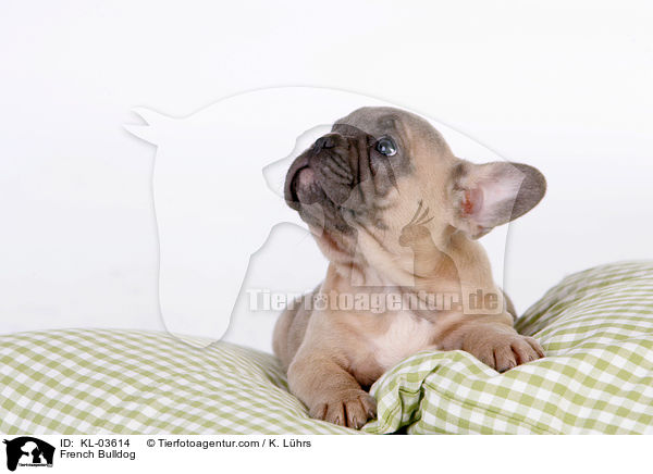 Franzsische Bulldogge / French Bulldog / KL-03614