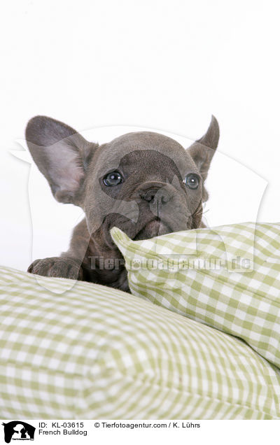 Franzsische Bulldogge / French Bulldog / KL-03615
