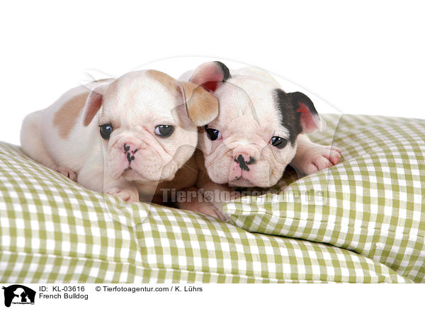 Franzsische Bulldogge / French Bulldog / KL-03616