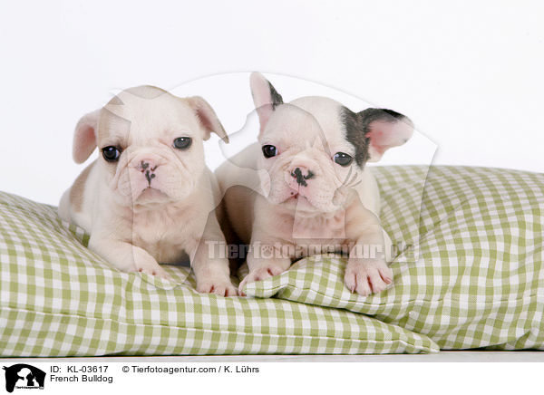 Franzsische Bulldogge / French Bulldog / KL-03617