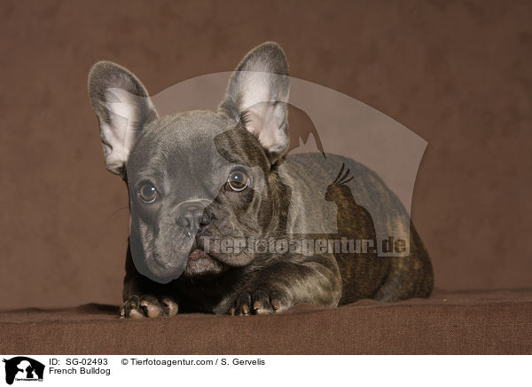 Franzsische Bulldogge / French Bulldog / SG-02493