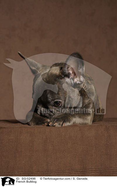 Franzsische Bulldogge / French Bulldog / SG-02496