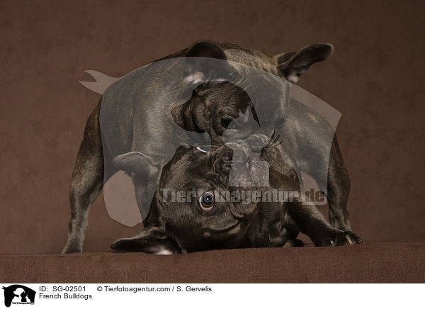 Franzsische Bulldoggen / French Bulldogs / SG-02501
