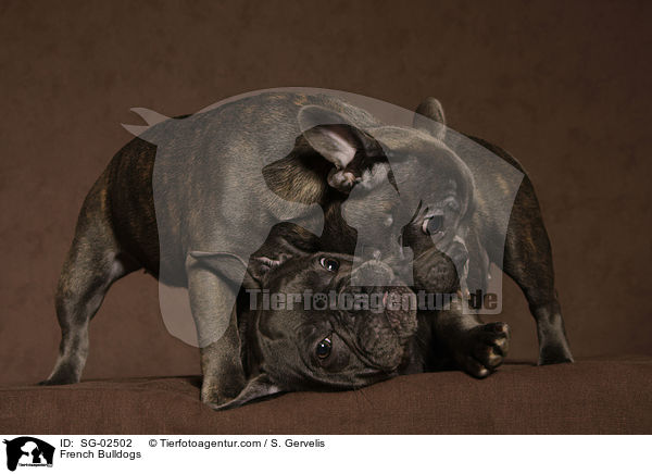 Franzsische Bulldoggen / French Bulldogs / SG-02502