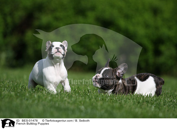 Franzsische Bulldogge Welpen / French Bulldog Puppies / BES-01478