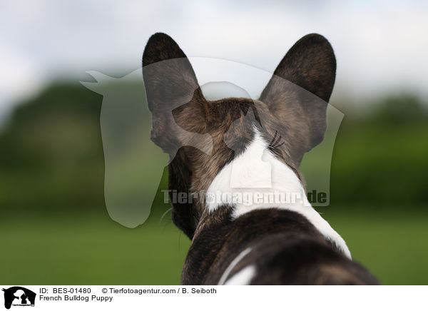 Franzsische Bulldogge Welpe / French Bulldog Puppy / BES-01480