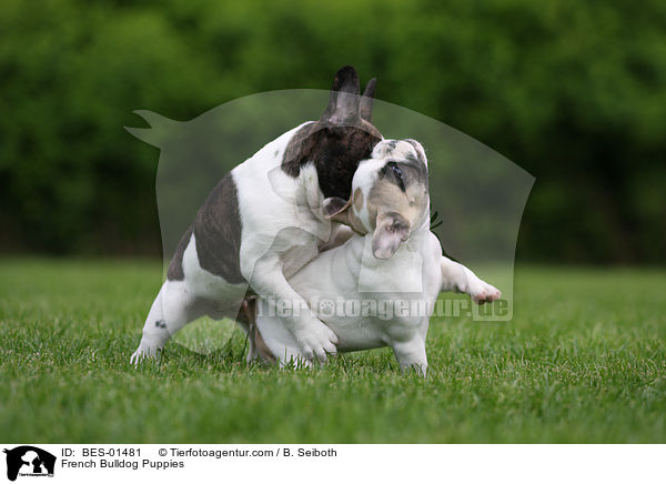Franzsische Bulldogge Welpen / French Bulldog Puppies / BES-01481