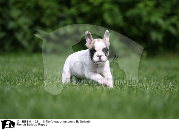Franzsische Bulldogge Welpe / French Bulldog Puppy / BES-01492