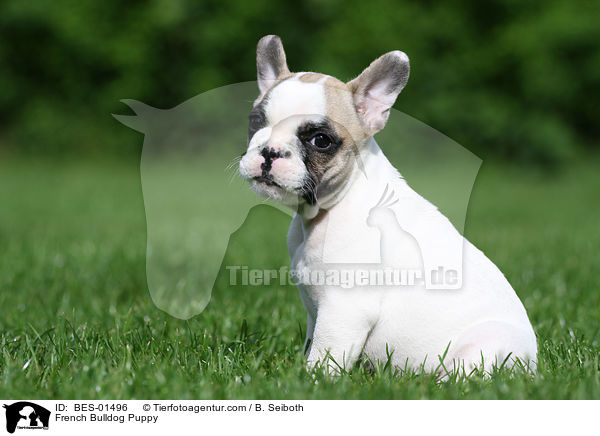 Franzsische Bulldogge Welpe / French Bulldog Puppy / BES-01496