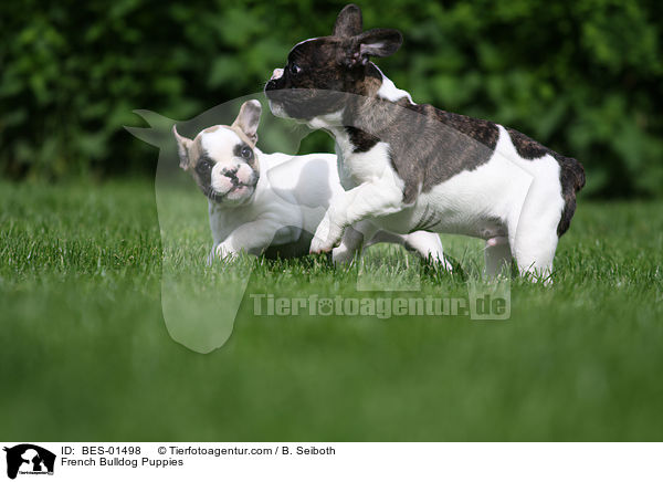 Franzsische Bulldogge Welpen / French Bulldog Puppies / BES-01498